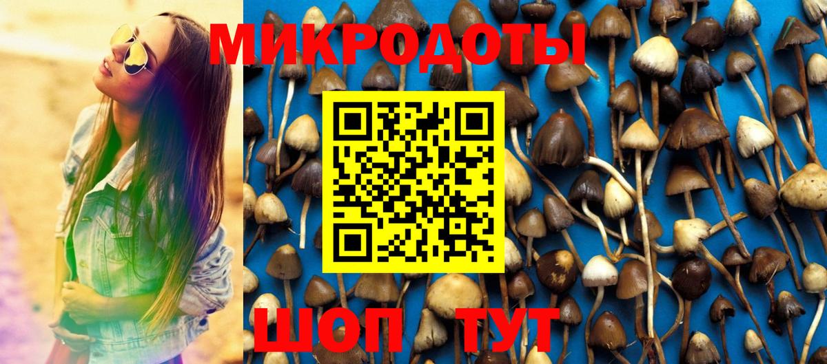 Галлюциногенные грибы Psilocybe Кулебаки
